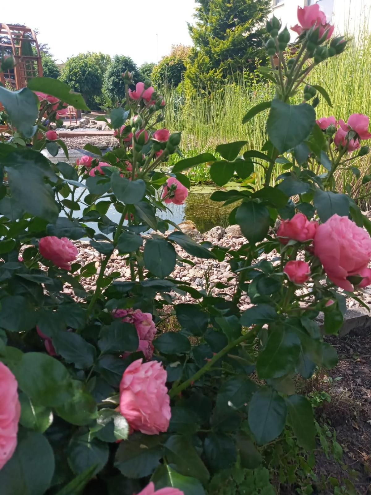 Ferienwohnung Toelle Bad Rehburg Esterno foto